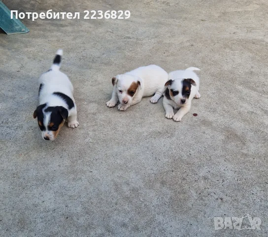 Джак-Ръсел Териер , снимка 11 - Джак ръсел териер - 56140727