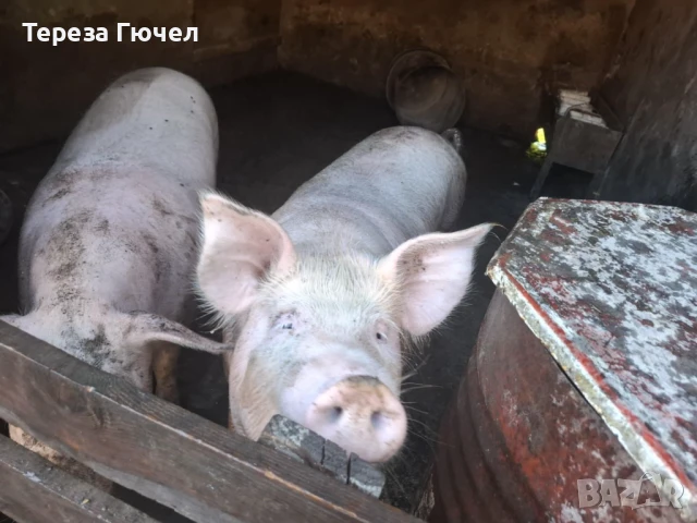 🐷 Продавам бели прасета (прасенца) 🐖 мъжки скопени – 100 кг. гр. Кнежа - 1 свободно, снимка 2 - Прасета - 51024233