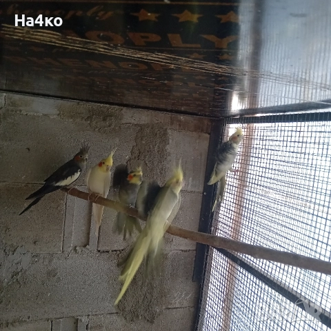 продавам двойки корели, снимка 1