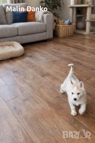  Невероятни Сибирски  Хъскита за резервация   , снимка 3 - Хъски - 53072309