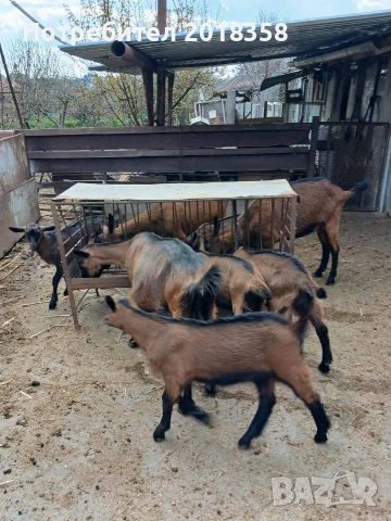 продавам ярета , снимка 8 - Кози - 54105093
