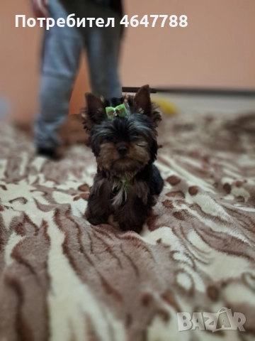 Йоркширски териер , снимка 6 - Йоркширски териер - 52444726