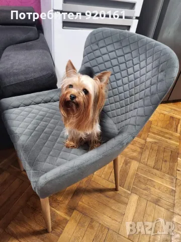 Мини Йорки за разплод