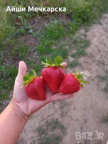 Предлагам разсад ягоди сорт Априка