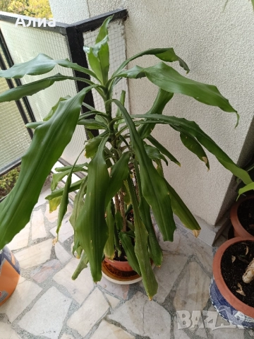 Драцена с 10 стебла, снимка 2 - Стайни растения - 30132174
