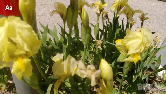 Продавам цветя Ириси, ниски, жълти и тъмно сини, снимка 2 - Разсади - 36896575