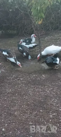 Продавам неми юрдечки малки и големи!, снимка 3 - други­ - 47464575