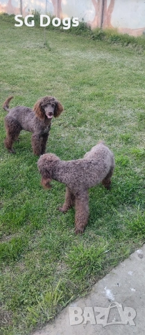 Пудел, снимка 13 - Пудели - 54322905