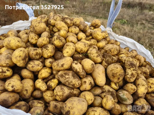 Продавам картофи, снимка 6 - Домашни продукти - 47756553