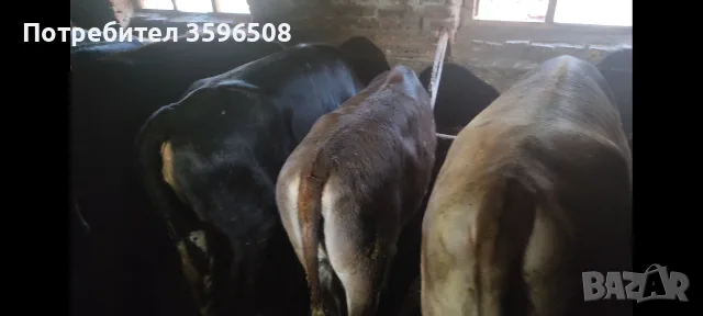 Телета Копривщица , снимка 7 - Крави - 54306693