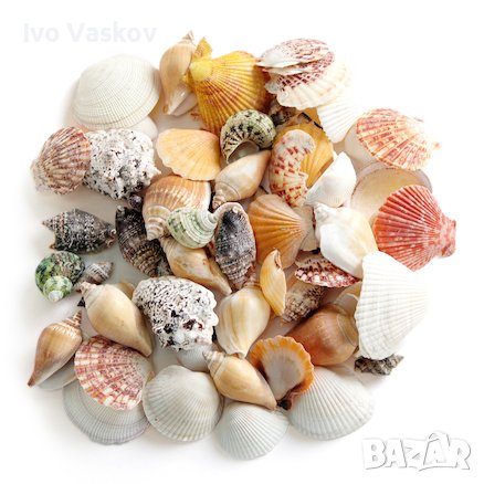 красиви морски дарове по 1 лев 