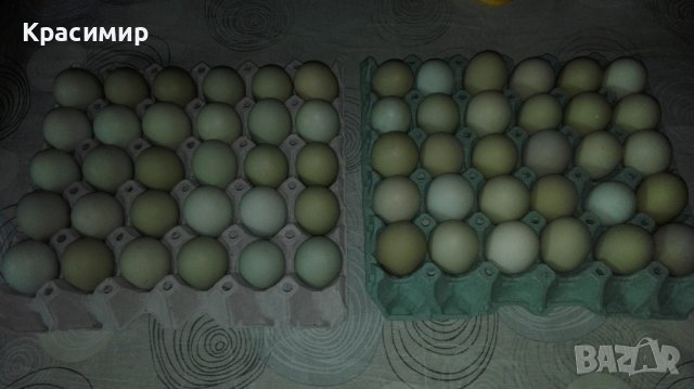 Зелени разплодни яйца от кокошка Великденска носачка Ексел , снимка 4 - други­ - 44279674