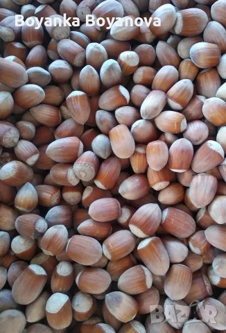 Натурални лешници , снимка 3 - Домашни продукти - 56200605