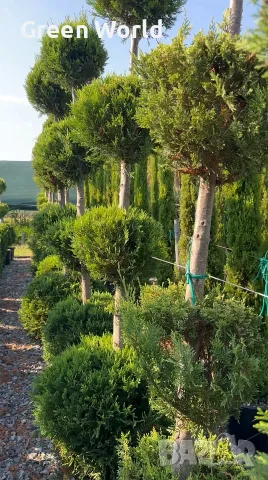  Лейландски кипарис топиари - 4 топки, над 2 м - 80 € , снимка 3 - Градински цветя и растения - 55941320