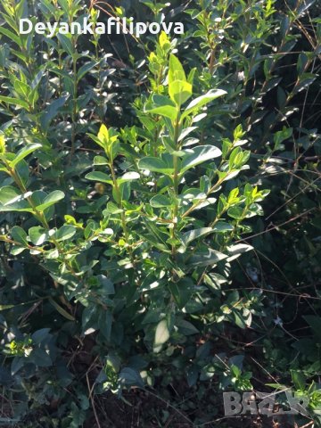 Зелен лигуструм  разклонен ,подрязван перфектен на гол корен- 070 см, снимка 8 - Градински цветя и растения - 18136492