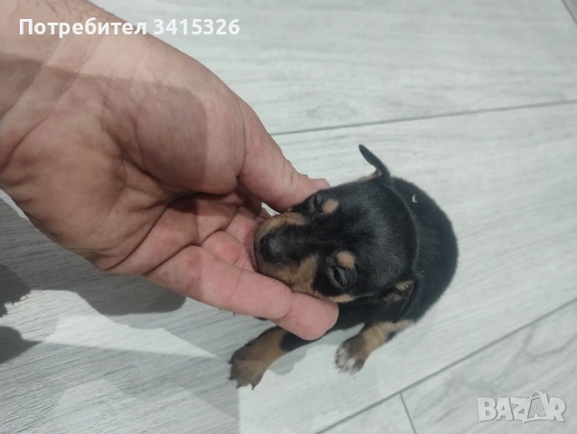 пинчер, снимка 2 - Пинчер - 53950963