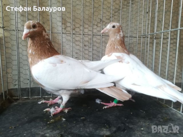 Гълъби 100% Мюлеманс жълти. , снимка 2 - Гълъби - 30275230