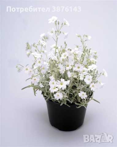 Церастиум - Cerastium tomentosum