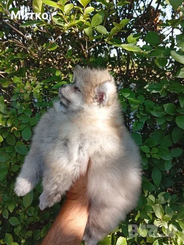 Померан, мини шпиц , снимка 9 - Померан - 55969478