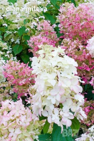 Хортензия Розовата Лейди за супер слънце, Hydrangea Paniculata 'Pink Lady', снимка 3 - Градински цветя и растения - 42656245