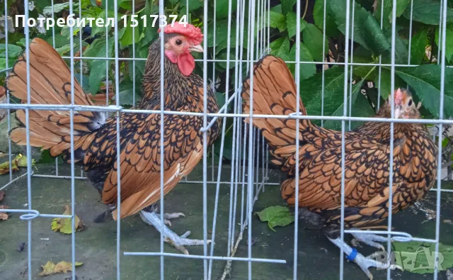 Продавам петли и ярки Зибрайт 