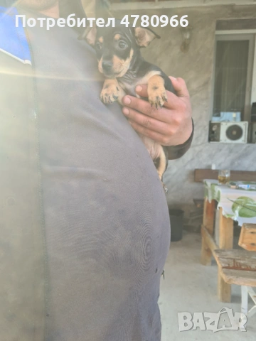 Продавам пинчер, снимка 3 - Пинчер - 54012390