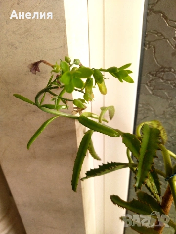 Каланхое лечебно хубави растения , снимка 7 - Стайни растения - 54219834