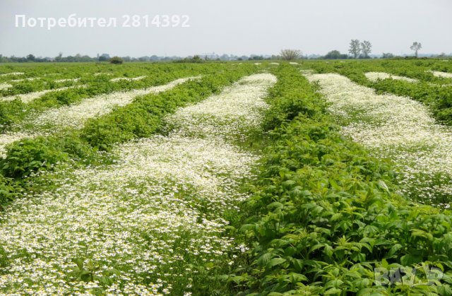 Билкова Вода и Масло от Роза Лавандула Лайка Безсмъртник Маточина Бял Равнец, снимка 4 - Други - 30531779
