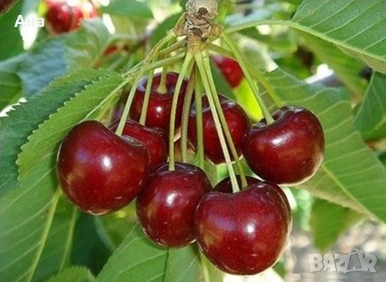 Бране на череши сезон 2026, снимка 1 - Други оферти за работа - 54352996