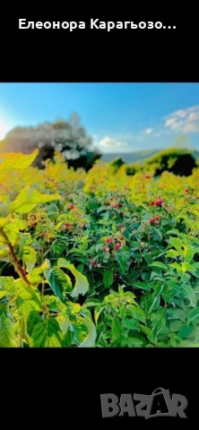 Разсад ягоди и малини, снимка 7 - Разсади - 53883890