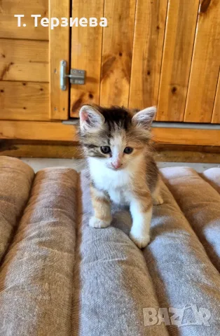 Продавам сибирски котенца , снимка 8 - Сибирски - 55796472