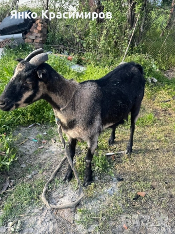 Коза, снимка 2 - Кози - 54276402