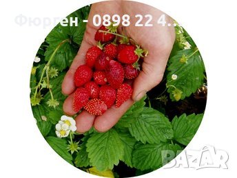 Горска ягода - Дива ягода  , снимка 3 - Разсади - 36835537