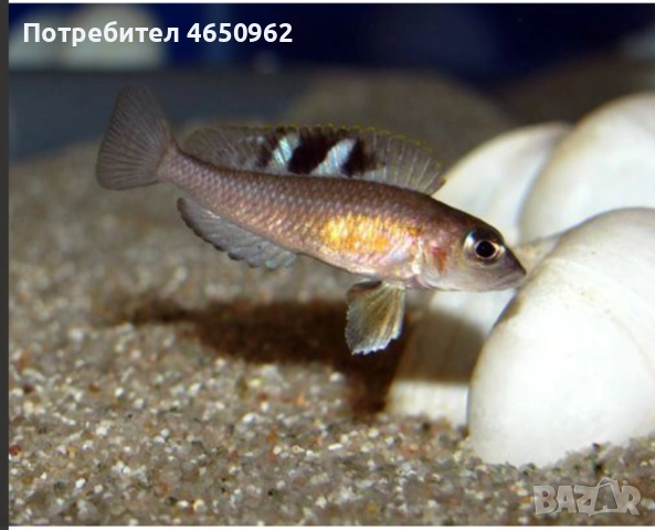 Аквариумни риби, африкански цихлиди от езерото Танганика, снимка 3 - Рибки - 52416463