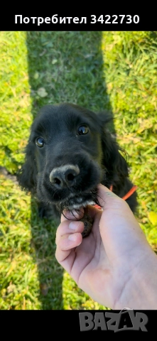 Куче за трюфели