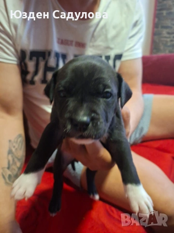 Питбул бебета, снимка 4 - Питбул - 54087165