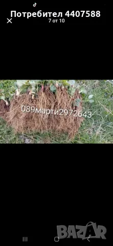 Разсад ягоди и малини , снимка 5 - Разсади - 49497193