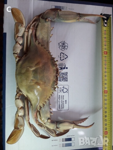 Син рак - препариран