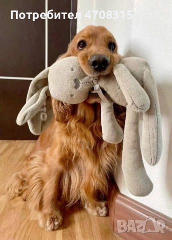 Кокер шпаньол червен цвят момче ваксина, снимка 8 - Кокер шпаньол - 54098423