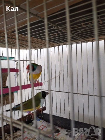 Гулдуви амадини, снимка 6 - Амадини - 54310303