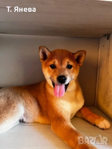 Породисто кученце , снимка 4 - Шиба ину - 53124305