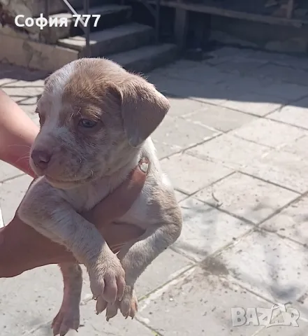 топ малки страхотни бебета от добри родители, снимка 8 - Питбул - 50029436