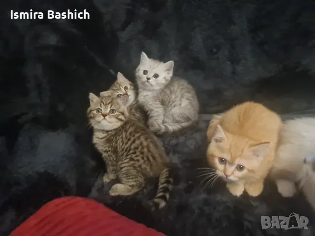 Британски късокосмести , снимка 12 - Британска късокосместа - 55661134