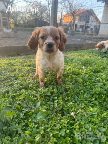 Бретон шпаньоли, снимка 4 - Шпаньоли - 52805739