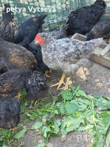 Продавам ярки и пилета