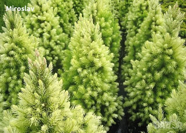 Мини смърч „Daisy's White“, снимка 7 - Градински цветя и растения - 54283627