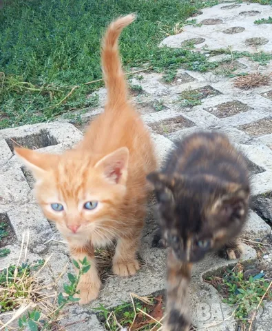 Подаряваме котета., снимка 9 - Други - 54716851