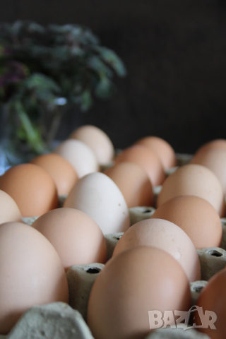 Домашни Яйца 0.50ст./бр, снимка 9 - други­ - 36397255