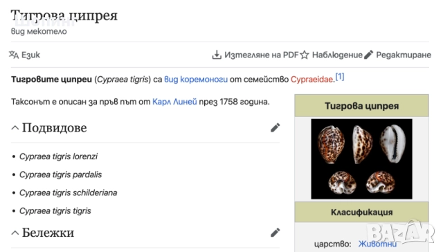 Морска раковина Тигрова Ципрея, снимка 8 - Декорация за дома - 51440651