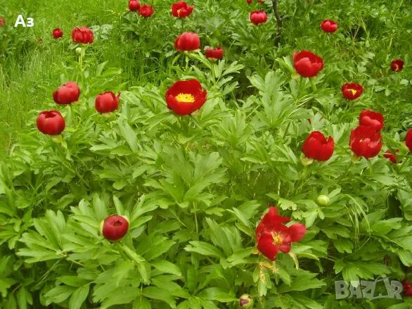 Продавам корени (коренища) от Божури (български), снимка 11 - Разсади - 56056692